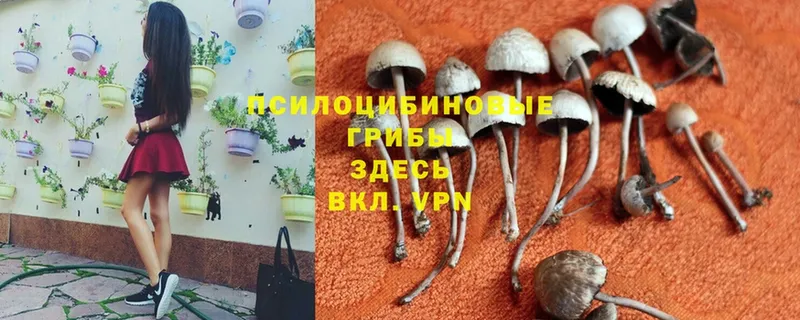 Псилоцибиновые грибы Cubensis  Щёкино 